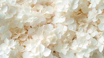 white hydrangea flowers as background top view