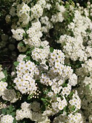Beautiful white flowers on the treetops
