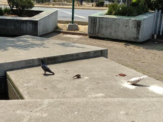 Two brown and gray pigeons eating in the park,Dos palomas de color café y gris comiendo en el...