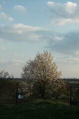 lone tree in the middle of a field in the forest