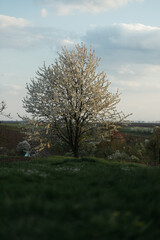 lone tree in the middle of a field in the forest