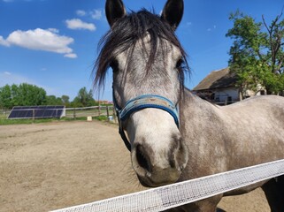 A beautiful gray horse, a day to ride.