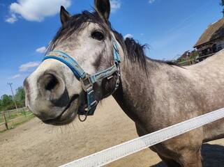 A beautiful gray horse, a day to ride.