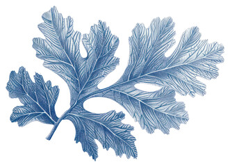 PNG  Antique of coral leaf drawing sketch plant