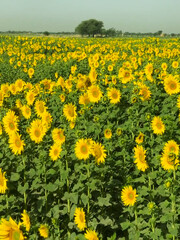Obraz premium field of dandelions Sunflower crop field trees green yellow flowers leaves blue sky clouds