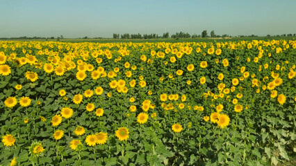 field of yellow flowers Sunflower crop field trees green yellow flowers leaves blue sky clouds