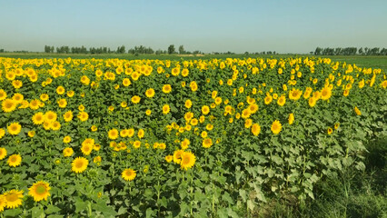 Obraz premium field of sunflowers Sunflower crop field trees green yellow flowers leaves blue sky clouds