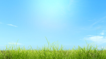 Fototapeta na wymiar Closeup view of green grass on the field