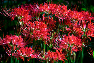 View of the spider lily