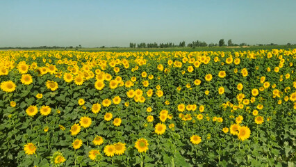 Fototapeta premium field of yellow flowers Sunflower crop field trees green yellow flowers leaves blue sky clouds