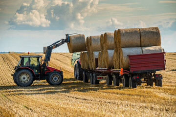 Red tractor stacks large round hay bales on a trailer during harvest on a sunny day