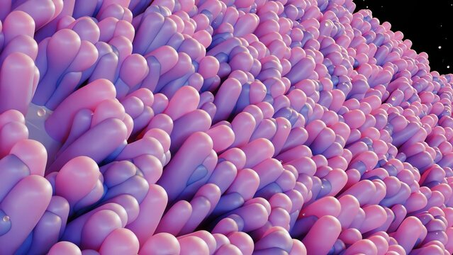 3d rendering of the intestinal epithelium is the single cell layer that form the luminal surface  of intestine (colon) of the gastrointestinal tract 