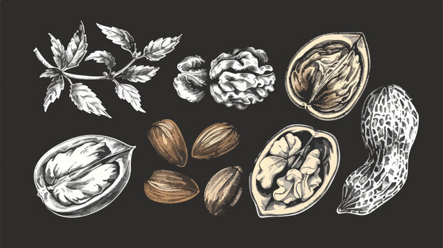 Hand drawn Four nuts and seed. Graphic vector set