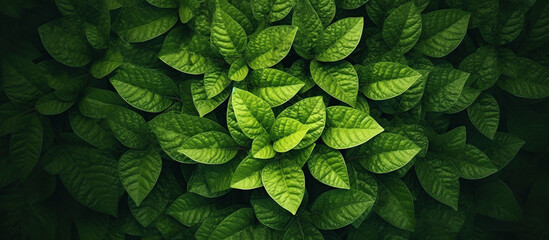 Top view of round green leaves - obrazy, fototapety, plakaty