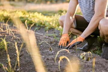 Gloves, hands and man planting crops in garden, harvest and agriculture with soil and eco friendly....