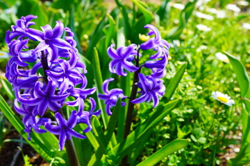 春の公園に咲く紫色のヒヤシンス。