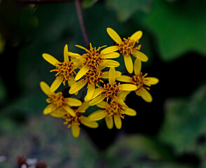 Close up of yellow flowers
