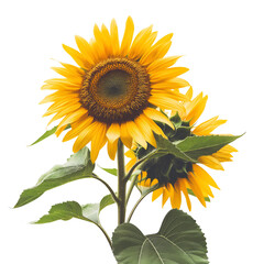 Close-up photo sunflower isolated on white background