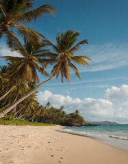 serene beach with palm trees swaying in the breeze