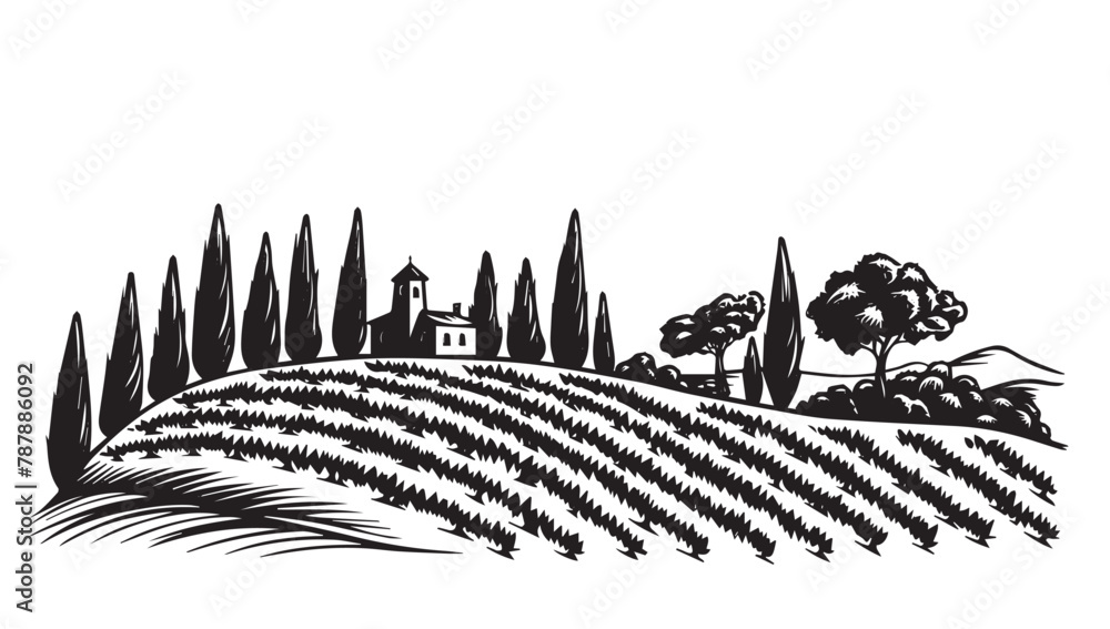 Wall mural vineyard landscape, sketch, hand drawn illustrations.