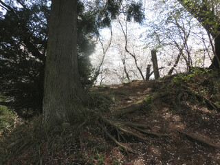 七輿山古墳ソメイヨシノ
