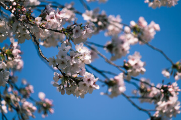 ソメイヨシノ満開