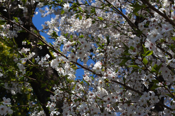 ソメイヨシノ満開