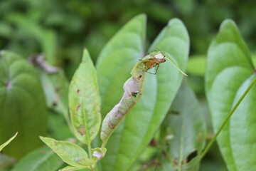 A striped lynx spider is protecting its spider egg sac located under a curved leaf