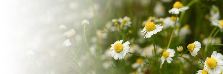 Chamomile flowers field in sun ligh. Web-banner with place for text