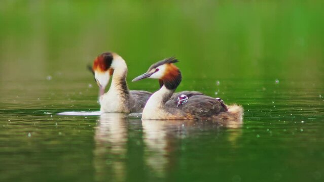 A crested grebe (Podiceps cristatus) family with young swims on a pond and feeds the chicks in Erfurt, Thuringia, Germany, Europe