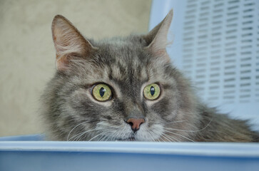 Cat sitting in a basket carrier and peeking out