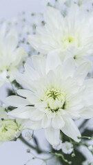 白い菊の花　仏花　供花　葬式　葬儀　お花のお供え
