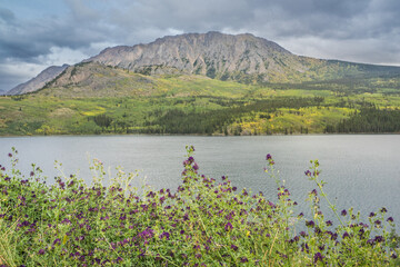 Windy Arm, Tagish Lake Yukon