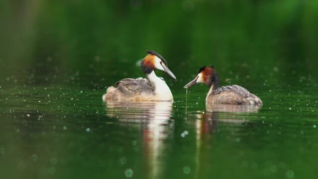 A crested grebe (Podiceps cristatus) family with young swims on a pond and feeds the chicks in Erfurt, Thuringia, Germany, Europe