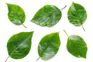 Plum leaf by itself on white background top down view Green fruit leaves arranged flat with full...