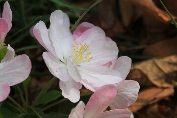 Pink Begonia Flower