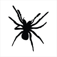 Black spider silhouette, scary big spider isolated on white background, poisonous insect , arachnophobia background. - obrazy, fototapety, plakaty