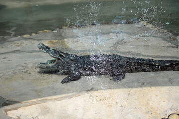 Crocodile Alligator swims in swamp water, showcasing its sharp teeth and fierce gaze amidst the wild Florida nature - 787908893
