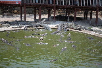 Crocodile Alligator swims in swamp water, showcasing its sharp teeth and fierce gaze amidst the...