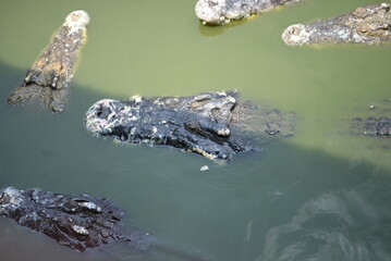 Crocodile Alligator swims in swamp water, showcasing its sharp teeth and fierce gaze amidst the wild Florida nature - 787910028