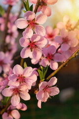 Fototapeta na wymiar Beautiful peach blooming, peach blossom, pink flowers blossom