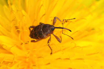 Closeup on a small European nut weevil, Curculio nucum on a yellow dandelion flower