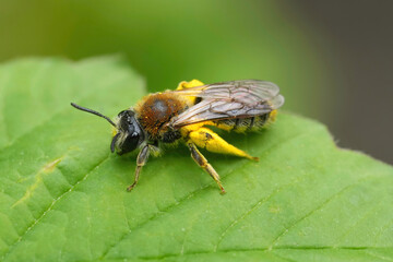 Closeup on a female red-tailed mining bee, Andrena haemorrhoa loaded with yellow pollen