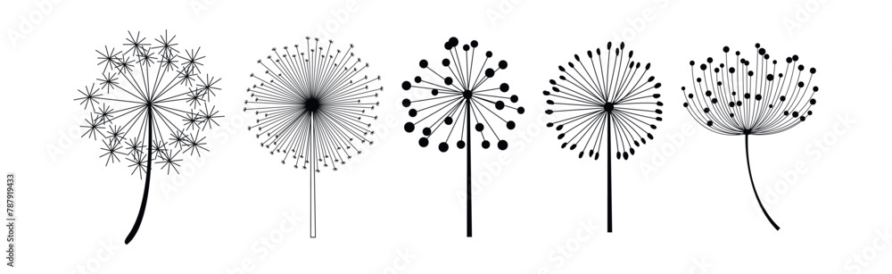 Poster Black Dandelion Flower on Stem with Fluffy Head Vector Set