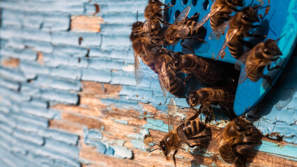 detailed view of working bees in a bee hive. blurred background. Close up of flying bees. Wooden...