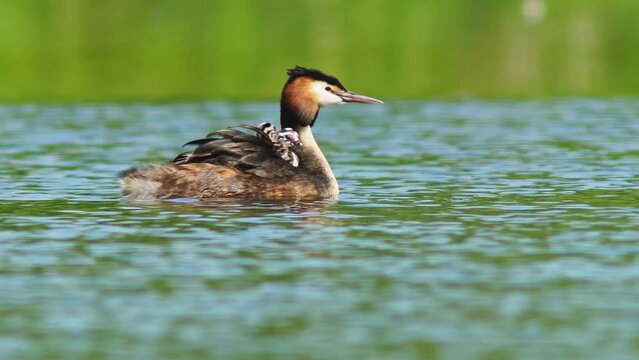 A crested grebe (Podiceps cristatus) family with young swims on a pond and feeds the chicks in Erfurt, Thuringia, Germany, Europe