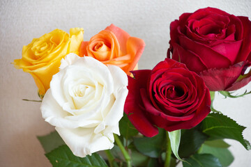 Obraz premium 色とりどりのバラ