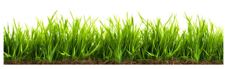 Fototapeta premium Green grass field isolated Transparent, cutout or clipping path background for montage product display. Png file