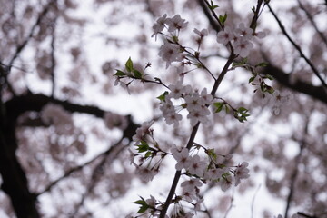 桜咲く