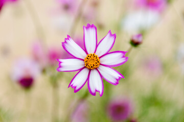 Fototapeta premium View of the cosmos flowers